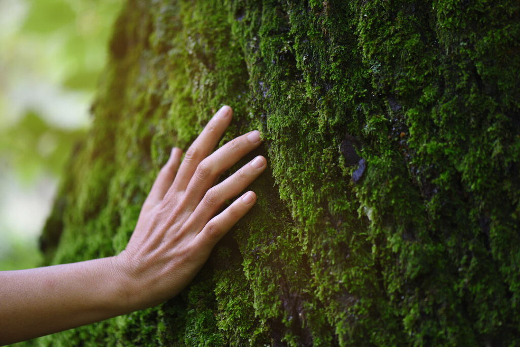 hand touching mossy tree