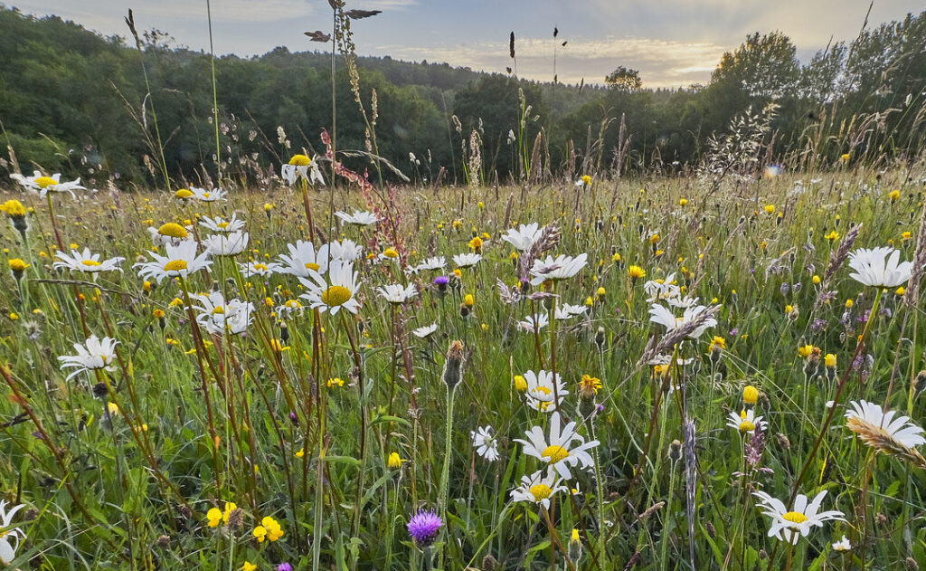 fields of biodiverse plants