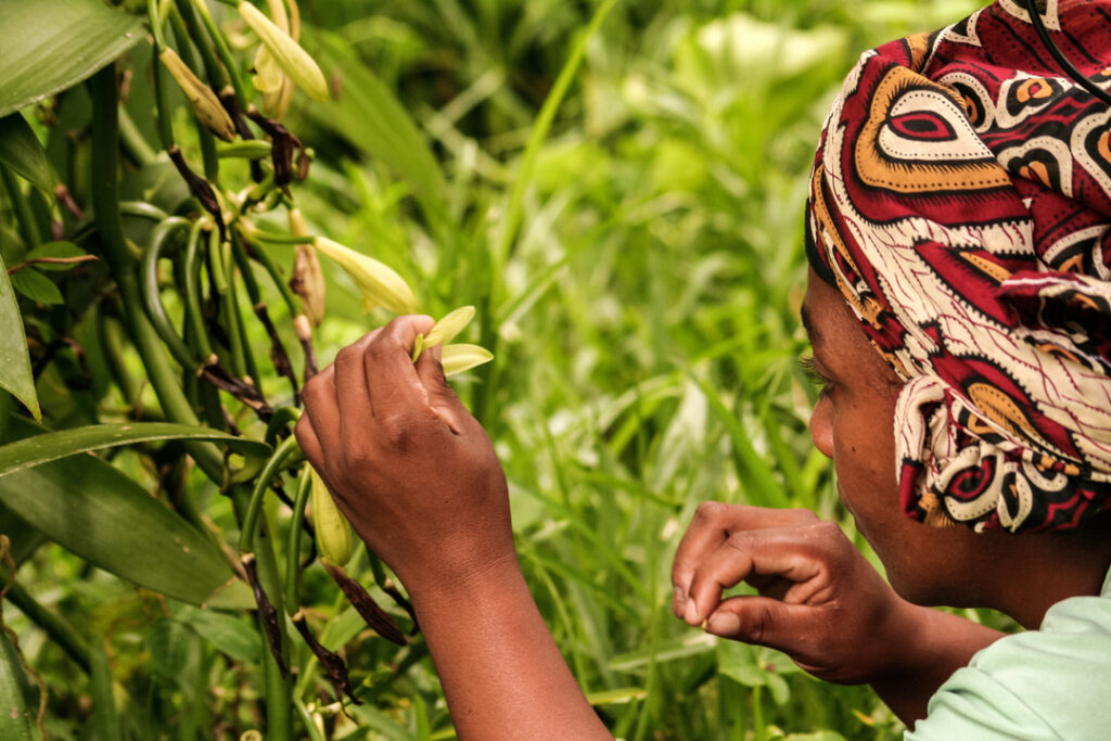 farmer picking plant