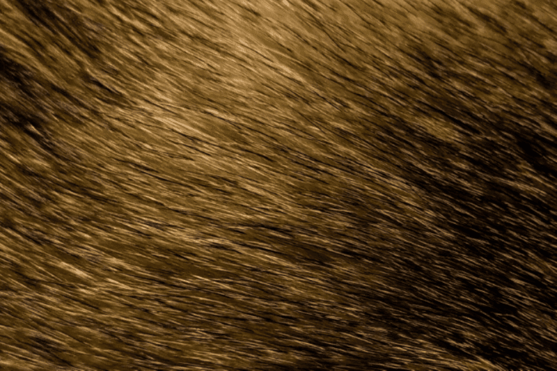canine fur