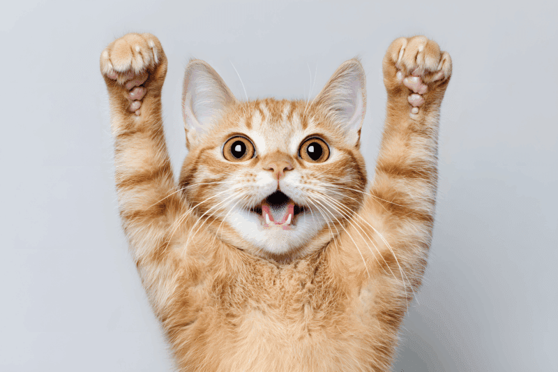 ginger cat with paws raised