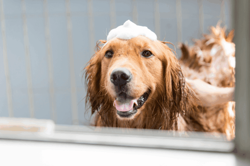 golden retriever taking a bath