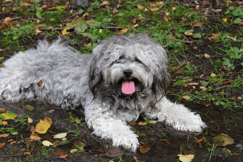 grey dog resting in a puddle of mug