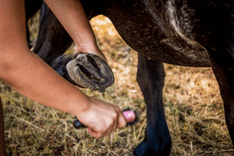 horse hoof