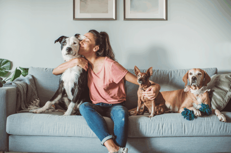 pet sitter caring about dogs at home based environment